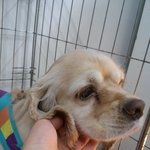 오포읍 신현리 근처에서 잉글리쉬 코카 <b>크림색</b> 잃어버리신분/입양해주실분