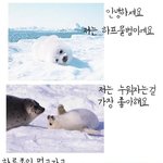 [혐]<b>모피</b> 사진有