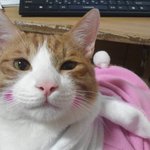 오늘 치즈가 돌아왔어요!!!