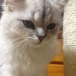 혼자 보기 아까운 냥이 리봉군. 페르샨친칠라