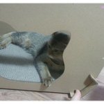 <b>방해</b>꾼 미호 .. 이런 말괄량이 아가씨~