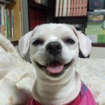미소짓는 <b>재롱</b>이^^;