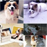 삼<b>식이</b>를 찾아주세요.