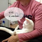 [냥판]  오드아이 <b>베리</b>