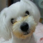 사진有  *임신한고양이가 집으로 찾아왔어요*