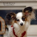 [사진有] 까칠한 매력, 빠삐용을 소개합니다!!!