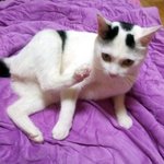 [냥판] 대두김용배의 쓸까말까하다쓰는판