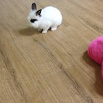 [[<b>애완</b>토끼판]] 알럽barbie!