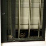 새끼고양이가 집<b>주위</b>에서 계속 울어요 ㅠㅠ