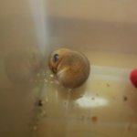 (쥐판)사진有!골든햄스터 궁뎅이