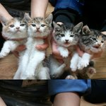 엄마도 주인도없는 28일된 새끼고양이4마리 <b>입양</b>하실분..ㅠ