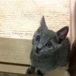 <b>러블</b> 추냥이판^^ (뱅갈 추냥이 아님돠~~)