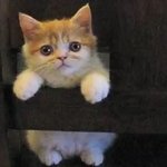 아련한 눈빛이 귀여운 <b>동물</b>들