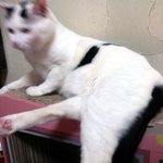 [냥판] 대두김용배의 살짝모자라다쉬먀 ㅋㅋㅋㅋㅋ