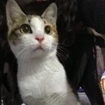 광주 <b>상무</b>지구 고양이 임보처를 찾거나 주인분을 찾습니다.