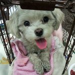 * 꼭 읽어주세요 * 유기견  {<b>복순</b>이 }을구조했어요