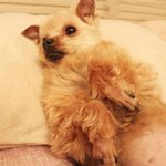 (사례금100만원) <b>대림동</b>에서 분실한 요크셔좀 찾아주세요. 제발...