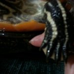 궁금해서요.. ^^  거북이 손? <b>앞발</b>?