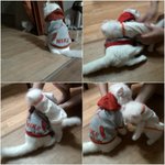 (아메리칸컬냥판)다시 돌아온 밍구&amp;<b>밍밍</b>