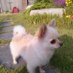 인형같은 포메라이언 두아이 키우는 맘 ~~-