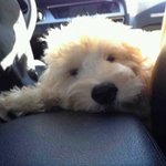 [멍판-중대형견]  치명적인 매력의 봉구