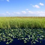 인터넷 정화<b>식물</b>