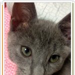 <b>러블</b> 추냥이판 2탄^^