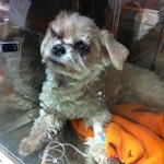 +추가) 폭행당한 강아지를 도와주세요