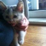 아기고양이 <b>분양</b>합니다.