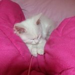 사진有) 우리 귀요미 솜뭉치를 소개합니당 ㅎㅎ!