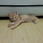 고양이의 억울한 죽음.. 분양받을 때 조심해야해