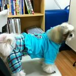 일산 주엽에서 잃어버린 <b>시츄</b>를 애타게 찾고있어요..(하늘색 옷,...