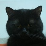 고양이 외출 시키지 마세요~