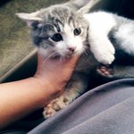 겁많은 아기냥이 뚜뚜!