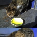 토요일 <b>오후</b>... 길냥이 이야기