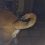 우리가게의 귀염둥이 <b>울프</b>독 남매를 소개합니다^ㅇ^