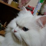 냥판 :) 페르시안<b>클래식</b>화이트냥 : 네옹