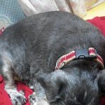 자유로운 영혼의 소유자의 강아지 장군이의 일상