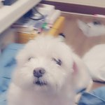 진짜 미모 되는 듯한 <b>울집</b> 개
