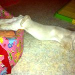 코카짱 판)혼자보기 아까운 美견 몽뚜벨  함께해요몽뚜벨