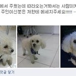 수원에서 <b>흰색</b> 푸들 잃어버리신 주인님! 반려견 보호하고 있어요!