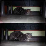 #사진있음#울산 아파트<b>통로</b>에 고양이가버려졌어요##