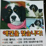 부산분들 꼭 봐주세요,,코카 <b>블리스</b>를 찾습니다