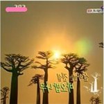 무참히훼손된 선인장들/<b>식물</b>,나무 ,꽃, 자연을 훼손하지말아주세요...