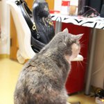 [김괭] 김고양이 스물한번째