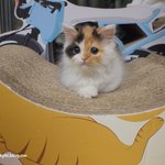 빈둥빈둥 퐁즈의 휴일보내기(유봉이네판)