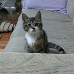 (냥판) 우리집 막둥이 <b>체리</b>를 소개합니다!!