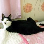 냥이) 태어난지 2주된 <b>꼬물</b>이들