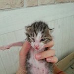 냥판] 고양이 마루이야기 1탄!!