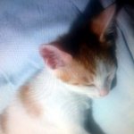 <b>율리</b> 아누스 황제님을 소개합니냥!